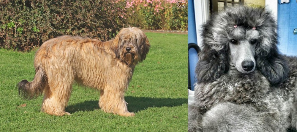 Standard Poodle vs Catalan Sheepdog - Breed Comparison