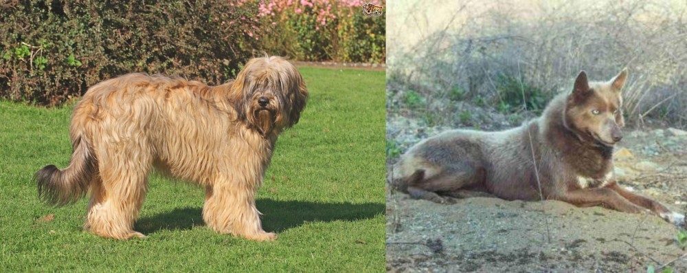 Tahltan Bear Dog vs Catalan Sheepdog - Breed Comparison