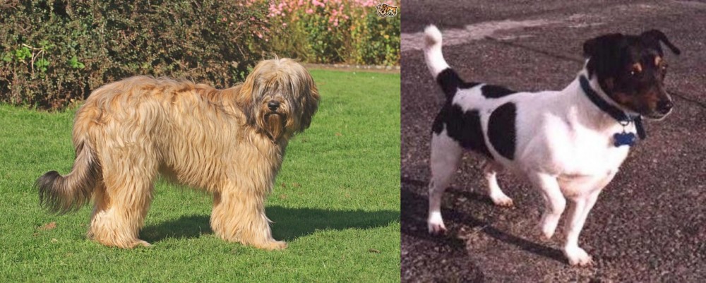 Teddy Roosevelt Terrier vs Catalan Sheepdog - Breed Comparison