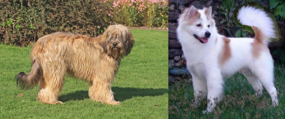 Thai Bangkaew vs Catalan Sheepdog - Breed Comparison