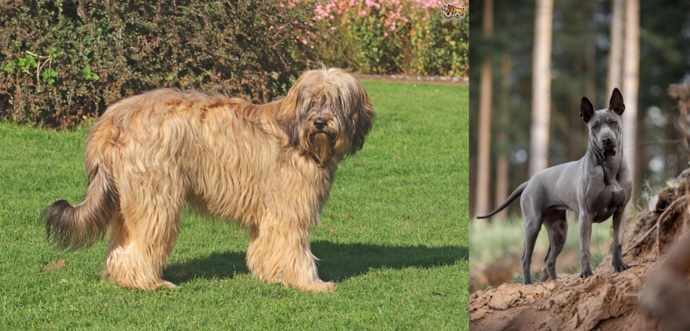 Thai Ridgeback vs Catalan Sheepdog - Breed Comparison