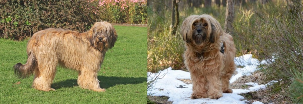 Tibetan Terrier vs Catalan Sheepdog - Breed Comparison