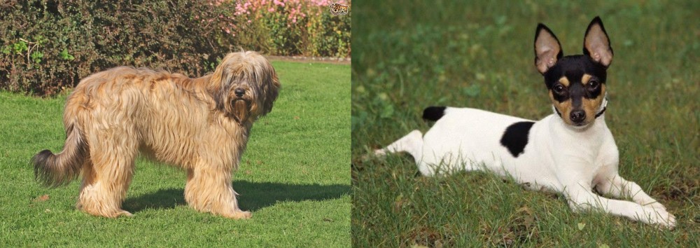 Toy Fox Terrier vs Catalan Sheepdog - Breed Comparison