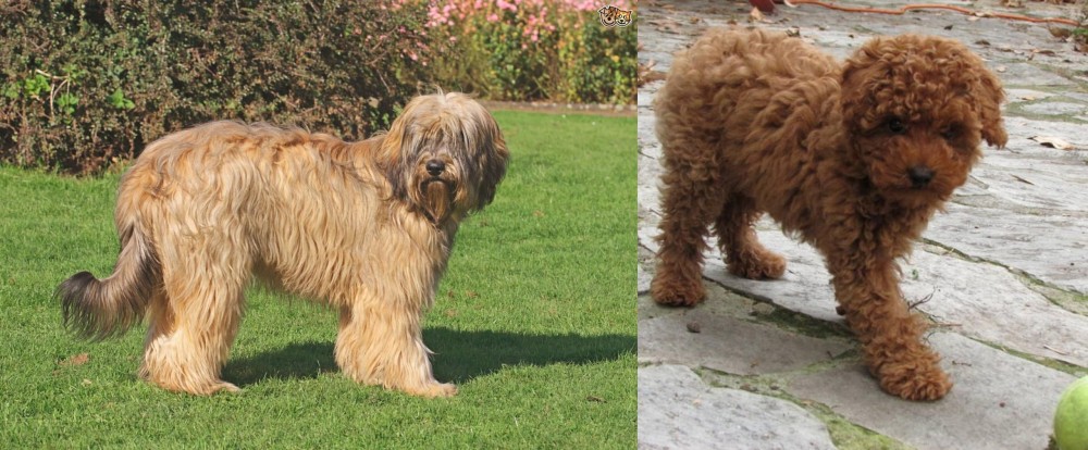 Toy Poodle vs Catalan Sheepdog - Breed Comparison