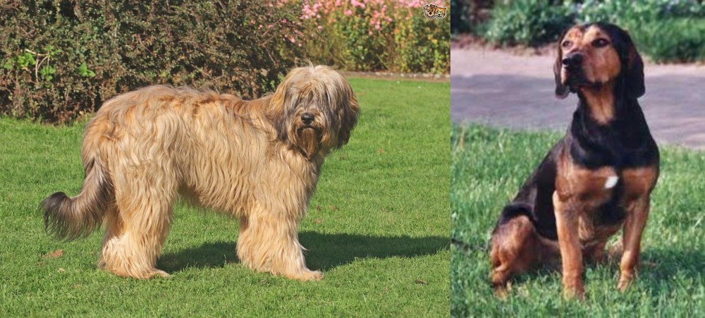 Tyrolean Hound vs Catalan Sheepdog - Breed Comparison