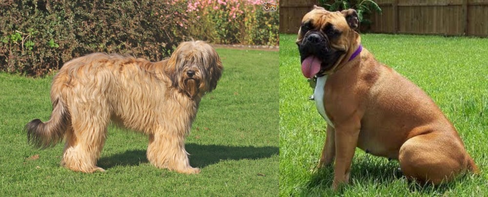 Valley Bulldog vs Catalan Sheepdog - Breed Comparison