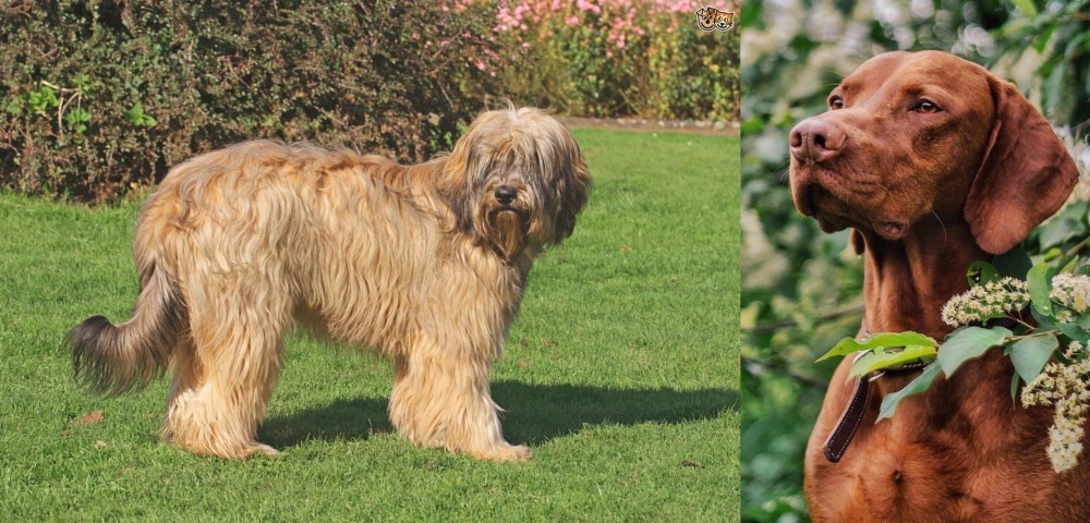 Vizsla vs Catalan Sheepdog - Breed Comparison