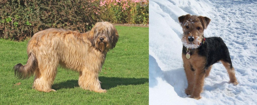 Welsh Terrier vs Catalan Sheepdog - Breed Comparison
