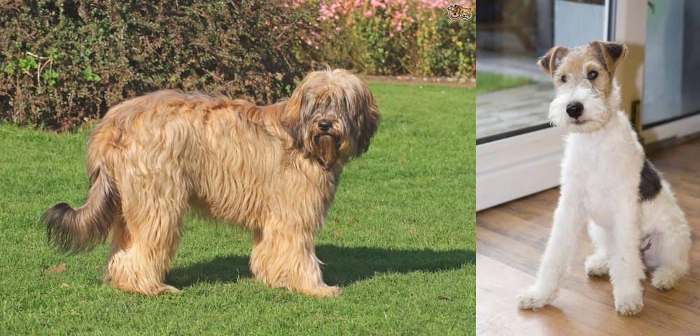 Wire Fox Terrier vs Catalan Sheepdog - Breed Comparison
