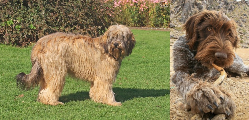 Wirehaired Pointing Griffon vs Catalan Sheepdog - Breed Comparison