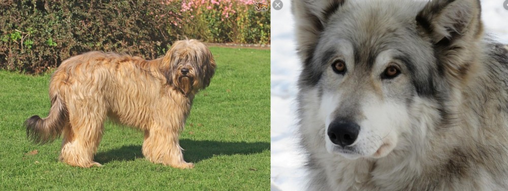 Wolfdog vs Catalan Sheepdog - Breed Comparison