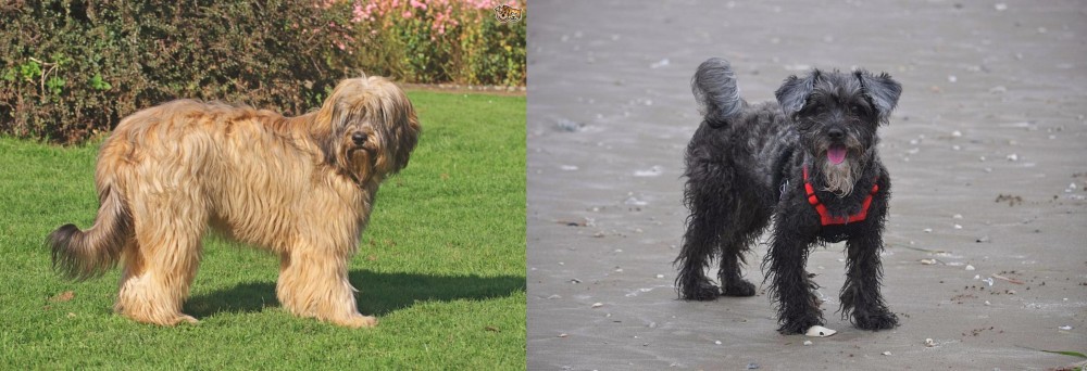 YorkiePoo vs Catalan Sheepdog - Breed Comparison