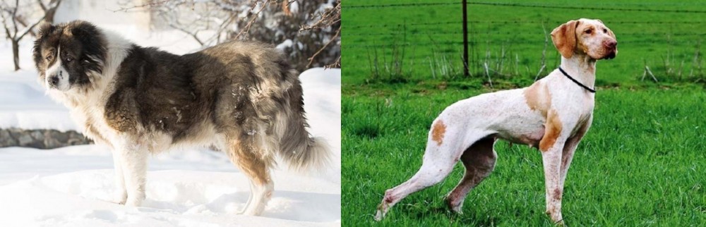 Ariege Pointer vs Caucasian Shepherd - Breed Comparison