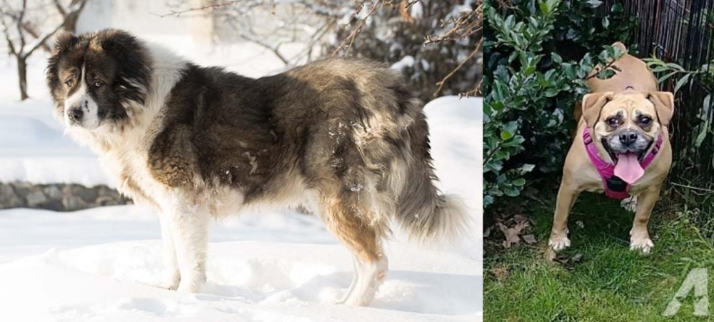 Beabull vs Caucasian Shepherd - Breed Comparison