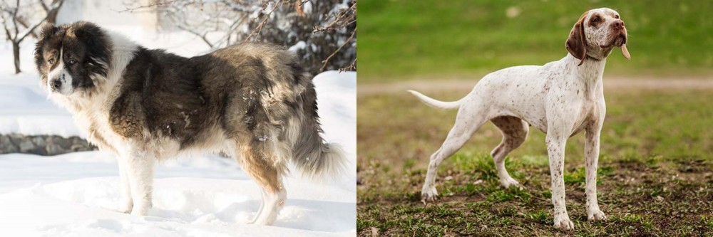 Braque du Bourbonnais vs Caucasian Shepherd - Breed Comparison