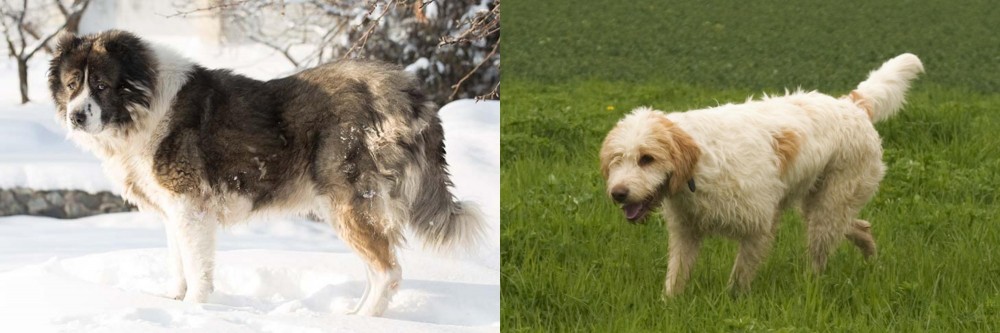 Briquet Griffon Vendeen vs Caucasian Shepherd - Breed Comparison