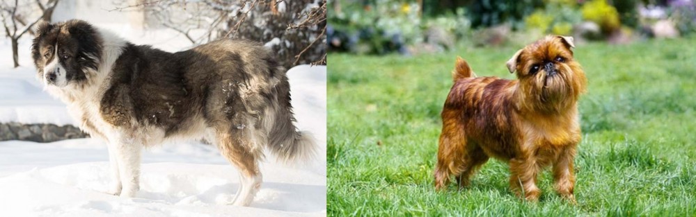 Brussels Griffon vs Caucasian Shepherd - Breed Comparison