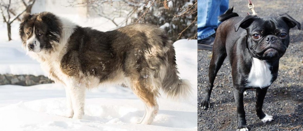 Bugg vs Caucasian Shepherd - Breed Comparison