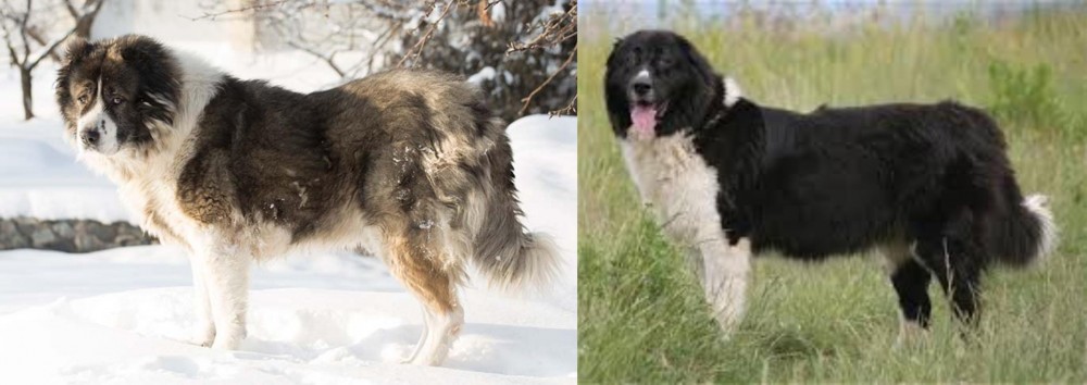 Bulgarian Shepherd vs Caucasian Shepherd - Breed Comparison