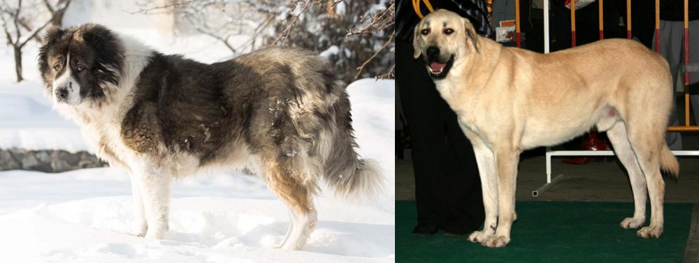 Central Anatolian Shepherd vs Caucasian Shepherd - Breed Comparison