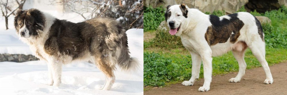 Central Asian Shepherd vs Caucasian Shepherd - Breed Comparison