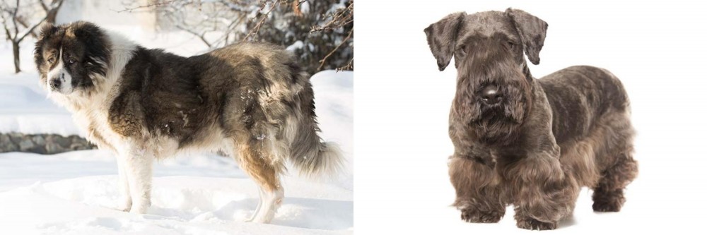 Cesky Terrier vs Caucasian Shepherd - Breed Comparison