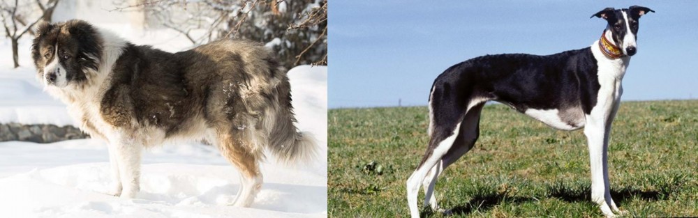 Chart Polski vs Caucasian Shepherd - Breed Comparison