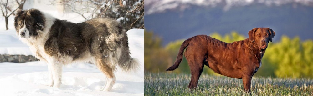 Chesapeake Bay Retriever vs Caucasian Shepherd - Breed Comparison