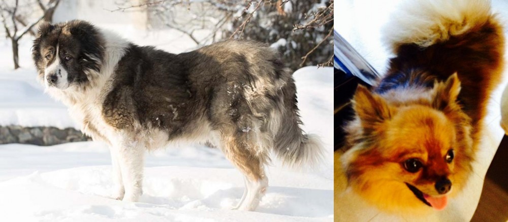 Chiapom vs Caucasian Shepherd - Breed Comparison