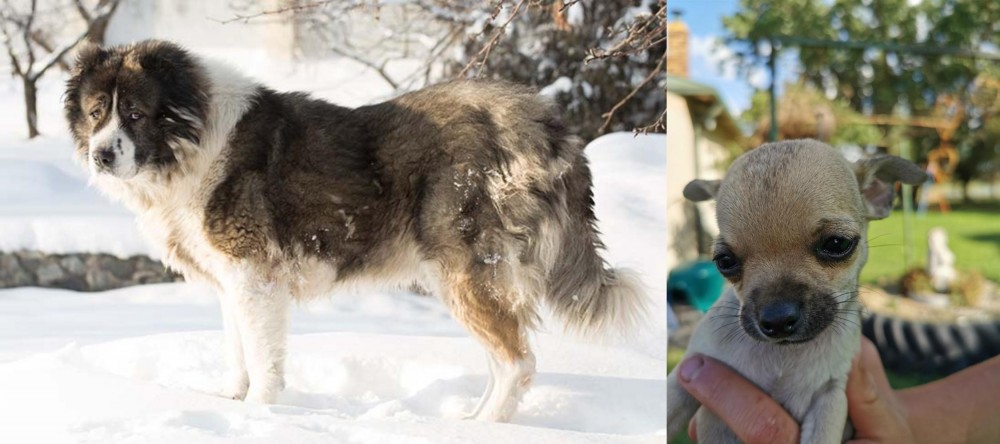 Chihuahua vs Caucasian Shepherd - Breed Comparison