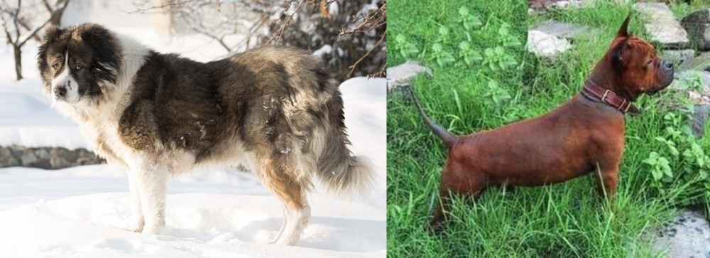 Chinese Chongqing Dog vs Caucasian Shepherd - Breed Comparison
