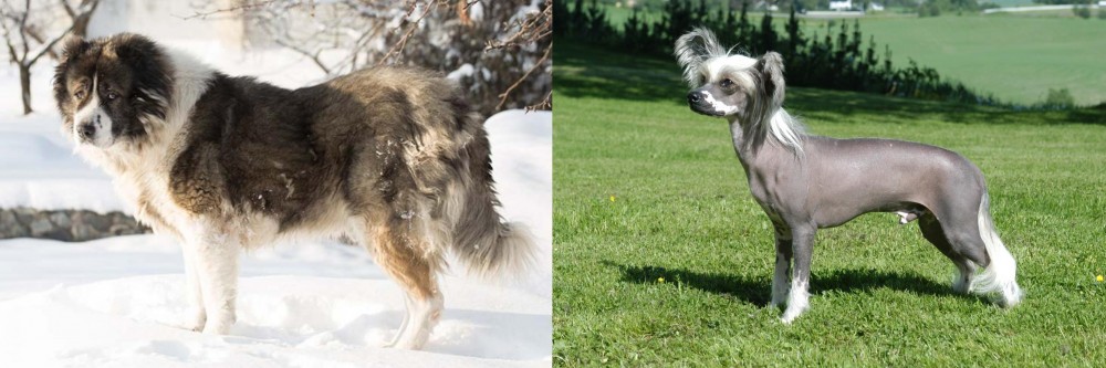 Chinese Crested Dog vs Caucasian Shepherd - Breed Comparison