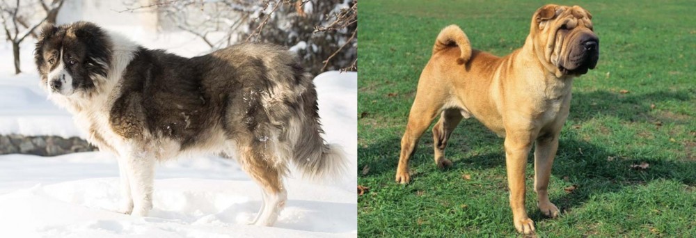 Chinese Shar Pei vs Caucasian Shepherd - Breed Comparison