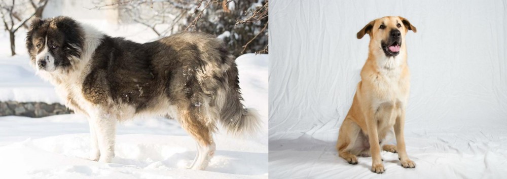 Chinook vs Caucasian Shepherd - Breed Comparison