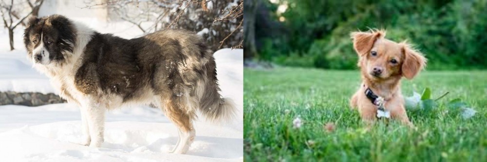 Chiweenie vs Caucasian Shepherd - Breed Comparison