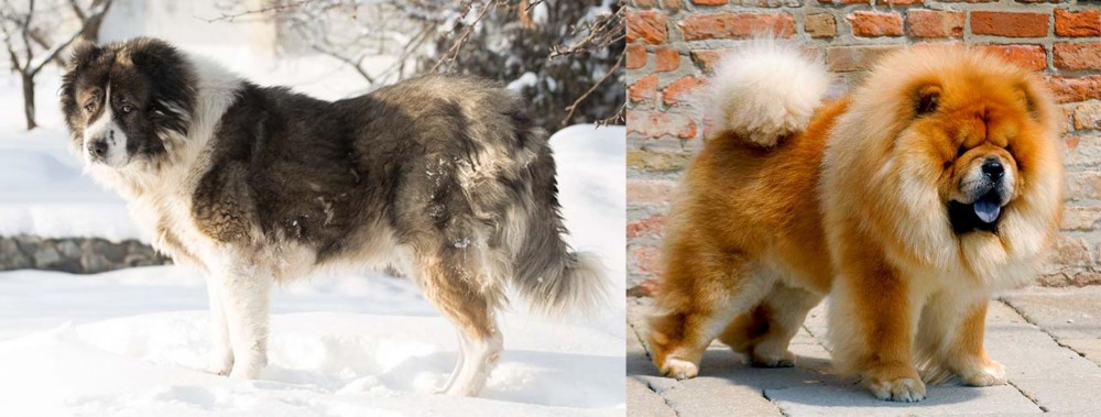 Chow Chow vs Caucasian Shepherd - Breed Comparison