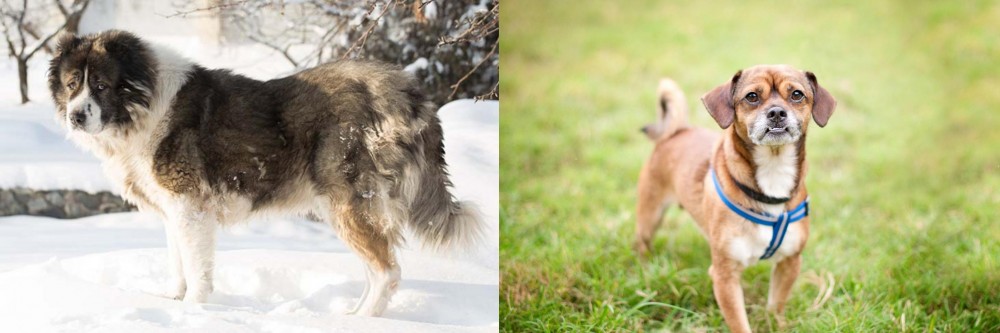 Chug vs Caucasian Shepherd - Breed Comparison