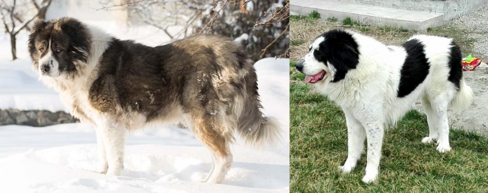 Ciobanesc de Bucovina vs Caucasian Shepherd - Breed Comparison