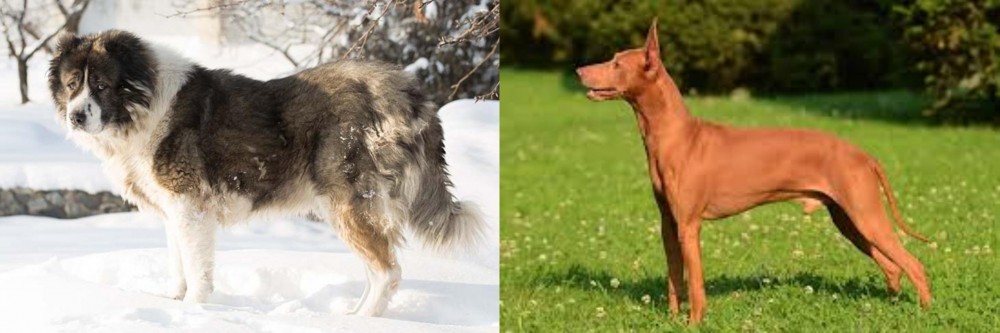 Cirneco dell'Etna vs Caucasian Shepherd - Breed Comparison