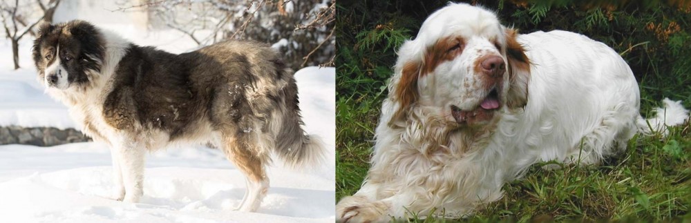 Clumber Spaniel vs Caucasian Shepherd - Breed Comparison