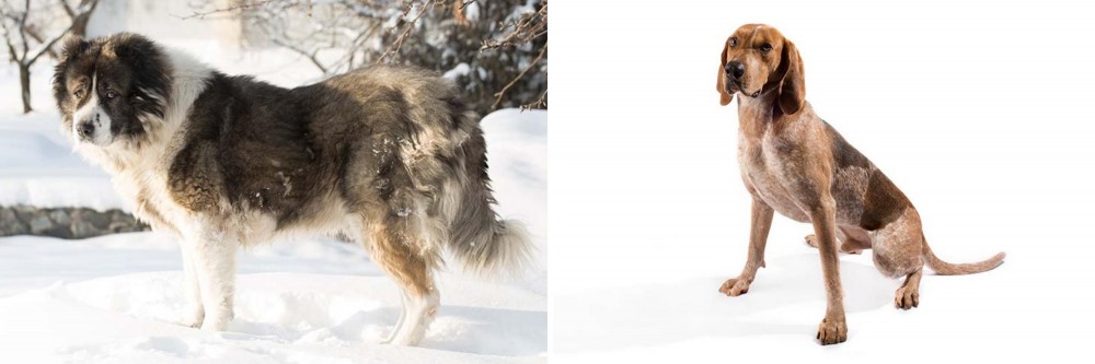 Coonhound vs Caucasian Shepherd - Breed Comparison