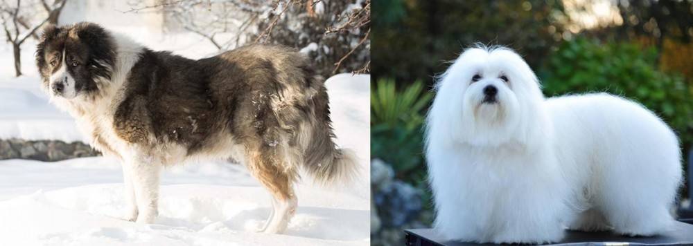 Coton De Tulear vs Caucasian Shepherd - Breed Comparison