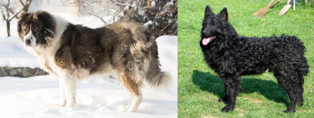 Croatian Sheepdog vs Caucasian Shepherd - Breed Comparison