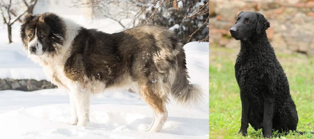 Curly Coated Retriever vs Caucasian Shepherd - Breed Comparison