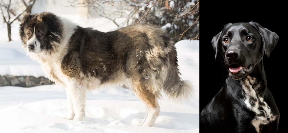 Dalmador vs Caucasian Shepherd - Breed Comparison