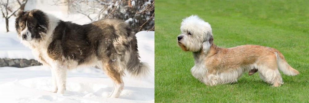 Dandie Dinmont Terrier vs Caucasian Shepherd - Breed Comparison