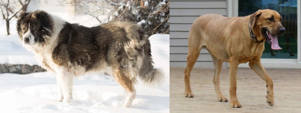 Danish Broholmer vs Caucasian Shepherd - Breed Comparison
