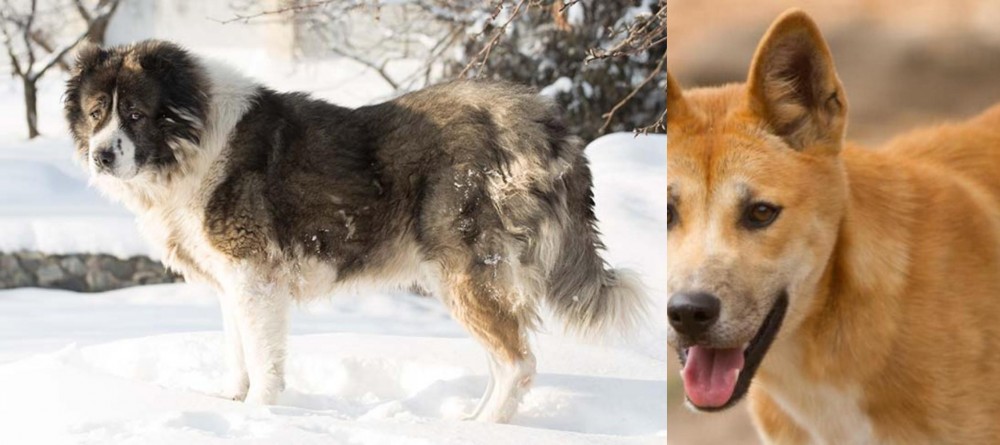 Dingo vs Caucasian Shepherd - Breed Comparison