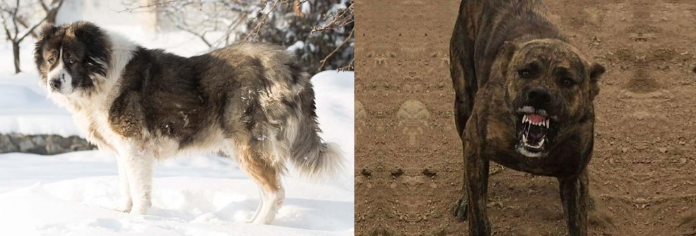 Dogo Sardesco vs Caucasian Shepherd - Breed Comparison