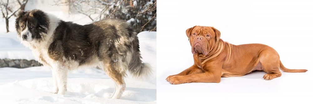 Dogue De Bordeaux vs Caucasian Shepherd - Breed Comparison